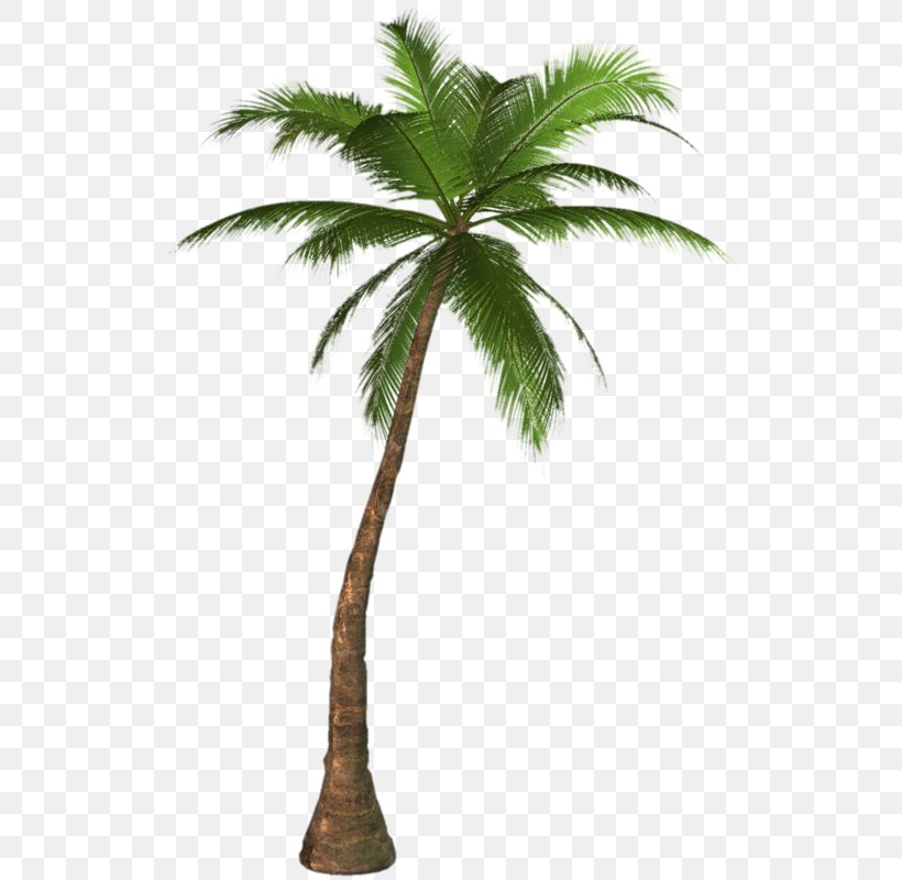 Clip Art Palm Trees Image, PNG, 536x800px, Palm Trees, Arecales, Attalea Speciosa, Borassus Flabellifer, California Palm Download Free