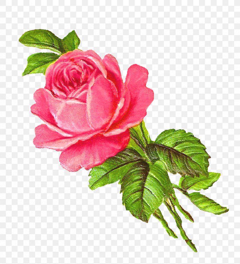 Rose Flower Pink Drawing Clip Art, PNG, 859x945px, Rose, Annual Plant, Botanical Illustration, China Rose, Cut Flowers Download Free