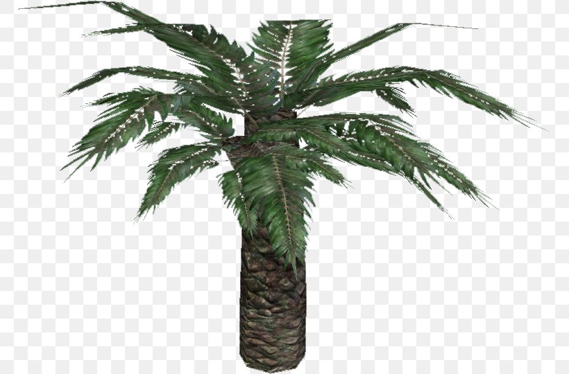 Cycadales Plants Stinking Corpse Lily Date Palm Sago Palm, PNG, 767x540px, Cycadales, Arecales, Cycad, Date Palm, Drawing Download Free