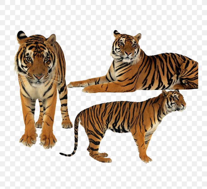 Tiger, PNG, 750x750px, Tiger, Big Cats, Carnivoran, Cat Like Mammal, Creativity Download Free