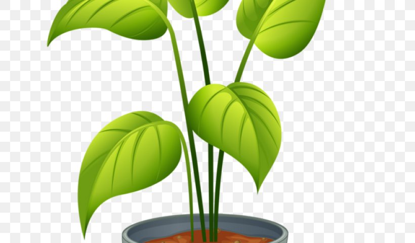 Clip Art Houseplant Illustration Flowerpot Vector Graphics, PNG, 640x480px, Houseplant, Anthurium, Arum Family, Botany, Drawing Download Free