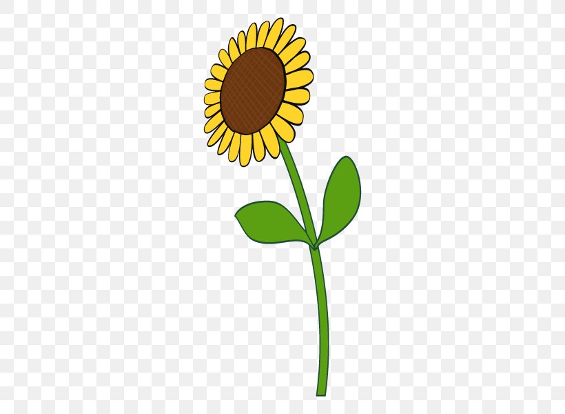 Common Sunflower Illustration Plants Clip Art, PNG, 600x600px, Common Sunflower, Cut Flowers, Daisy, Daisy Family, Flower Download Free