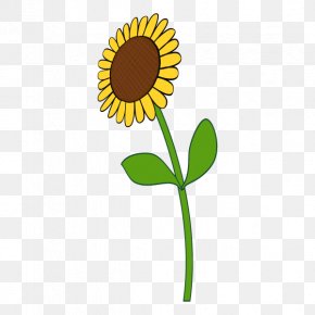 Common Sunflower Sunflower Seed Plant Stem Plants, PNG, 1110x1498px ...