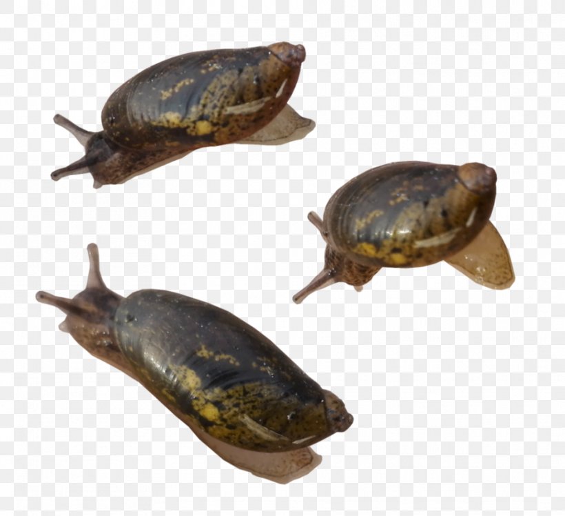 Snail Turtle Reptile Animal Gastropods, PNG, 936x854px, Snail, Animal, Deviantart, Dinosaur, Emydidae Download Free