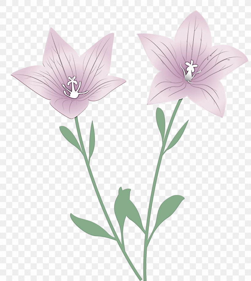 Balloon Flower, PNG, 2679x3000px, Balloon Flower, Biology, Flower, Herbaceous Plant, Lavender Download Free