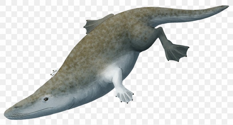 Rodhocetus Ambulocetus Cetacea Protocetidae Eocene, PNG, 1000x538px, Ambulocetus, Animal, Anticline, Archaeoceti, Basilosaurus Download Free
