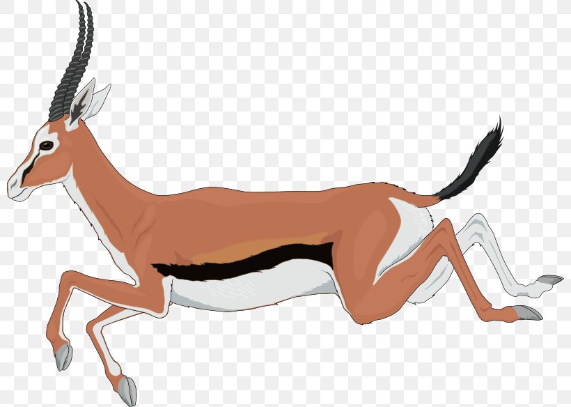 Antelope Pronghorn Clip Art Gemsbok, PNG, 800x584px, Antelope, Animal, Cowgoat Family, Drawing, Fauna Of Africa Download Free
