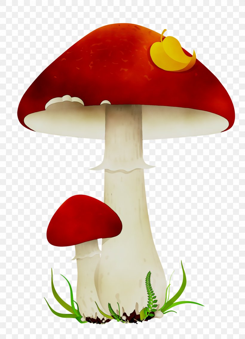 Product Design Mushroom Orange S.A., PNG, 2165x3000px, Mushroom, Agaric, Agaricaceae, Agaricomycetes, Agaricus Download Free