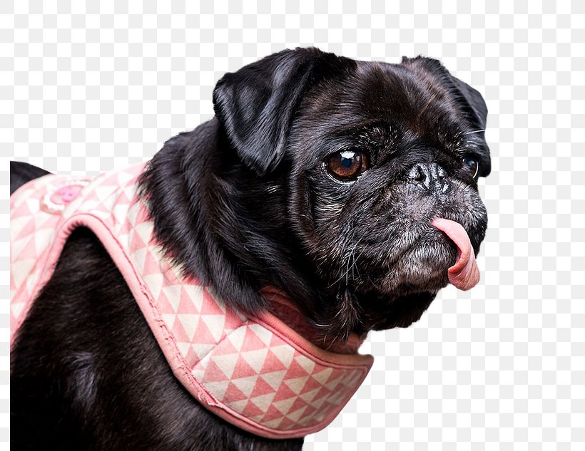 Pug Dog Breed Companion Dog Toy Dog Dog Collar, PNG, 792x633px, Pug, Breed, Carnivoran, Collar, Companion Dog Download Free