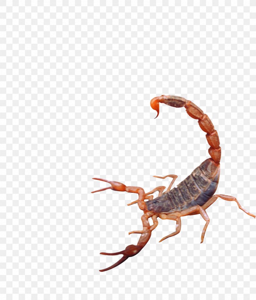 Scorpion Insect, PNG, 1591x1864px, Scorpion, Animal, Animal Bite, Arthropod, Chela Download Free