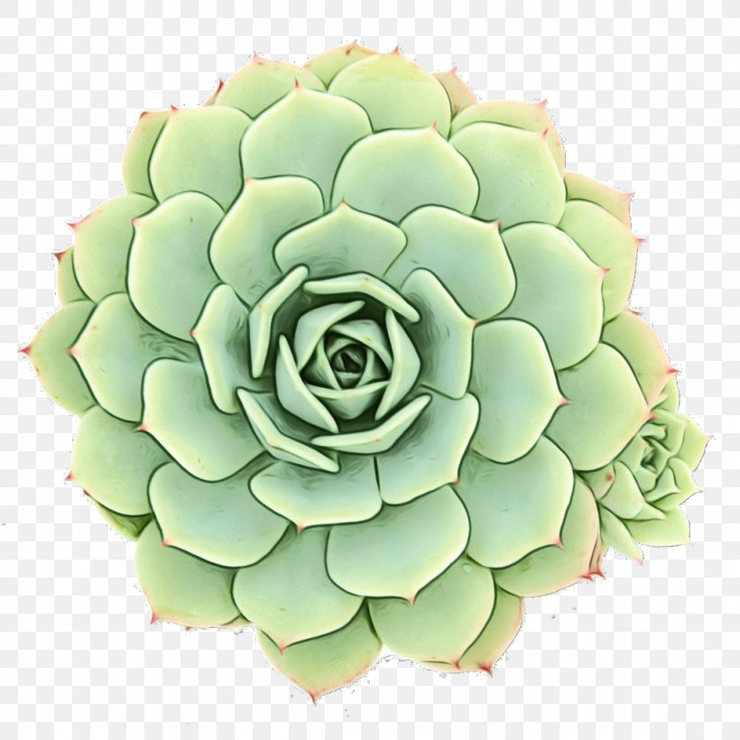 Succulent Plant Echeveria Elegans Cactus Plants Rosette, PNG, 1024x1024px, Succulent Plant, Adromischus, Agave, Cactus, Echeveria Download Free