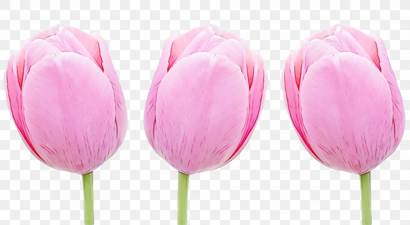 Tulip Pink Petal Flower Cut Flowers, PNG, 1920x1054px, Spring Flower, Bud, Cut Flowers, Flower, Flowers Download Free