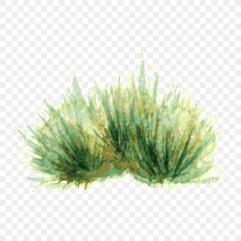 Watercolor Painting Plant Drawing, PNG, 1000x1000px, Watercolor Painting, Designer, Drawing, Grass, Grass Family Download Free