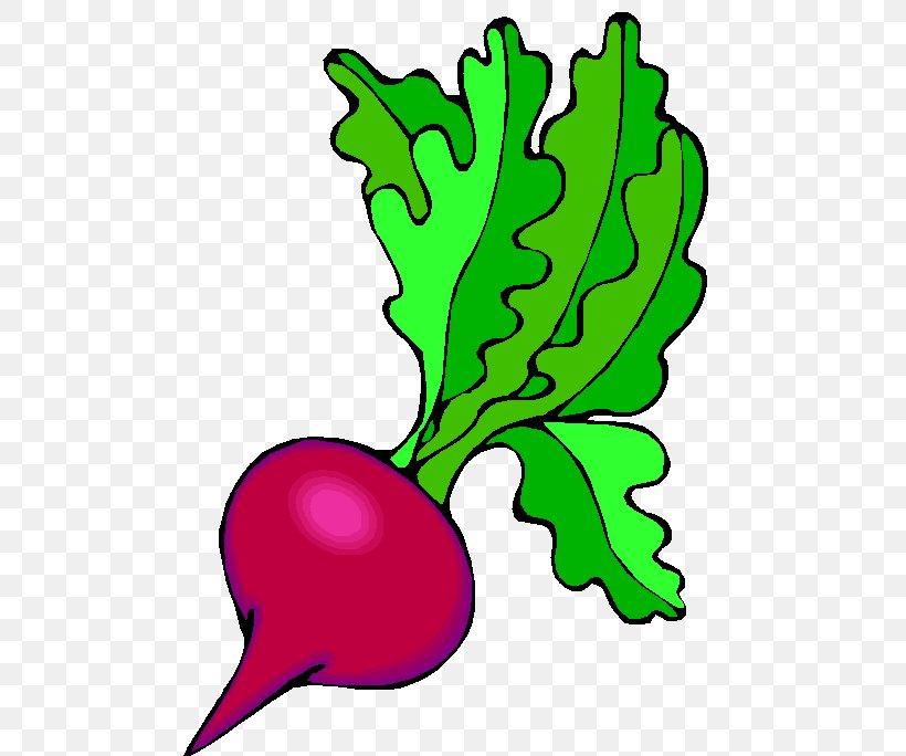 Beetroot Salad Root Vegetables Drawing Clip Art, PNG, 490x684px, Beetroot, Art, Artwork, Common Beet, Drawing Download Free