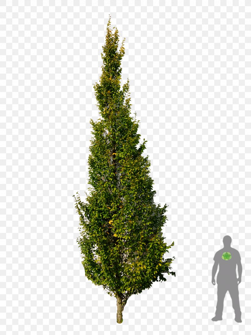 Carpinus Betulus Pine Spruce Tree Plant, PNG, 900x1200px, Carpinus Betulus, Baum Des Jahres, Betulaceae, Biome, Broadleaved Tree Download Free