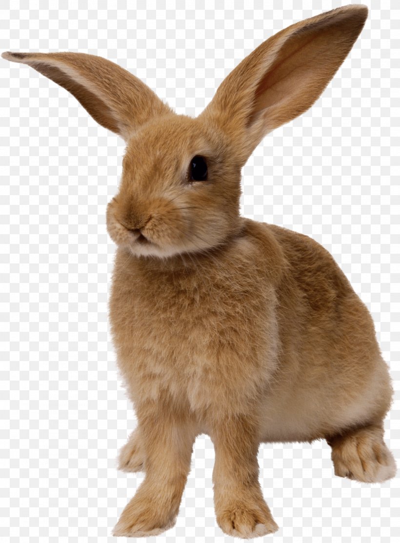 Easter Bunny Rabbit, PNG, 2235x3036px, Cottontail Rabbit, Domestic Rabbit, European Rabbit, Fauna, Fur Download Free