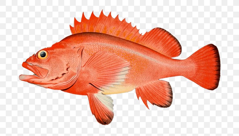 Rougheye Rockfish Pacific Ocean Perch Yelloweye Rockfish Copper Rockfish Scorpionfishes, PNG, 768x468px, Rougheye Rockfish, Black Rockfish, Bony Fish, Chordate, Copper Rockfish Download Free