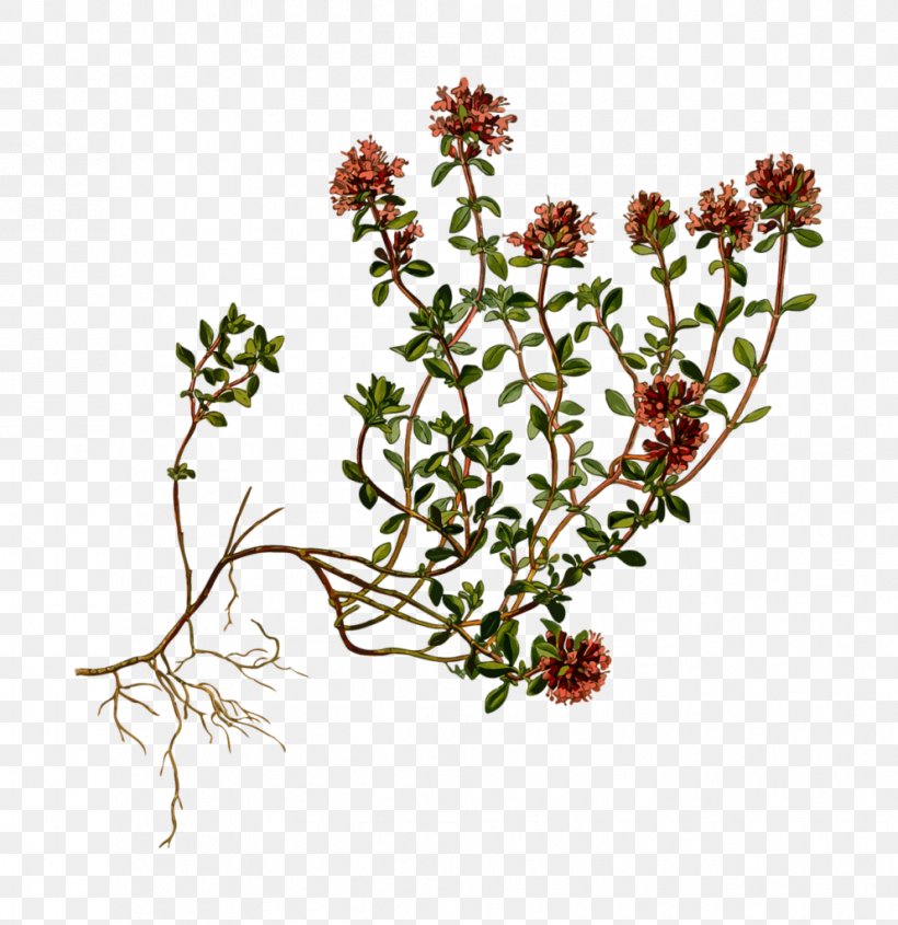 Breckland Thyme Herb Garden Thyme Perennial Plant, PNG, 993x1024px, Thyme, Branch, Breckland Thyme, Cut Flowers, Flora Download Free