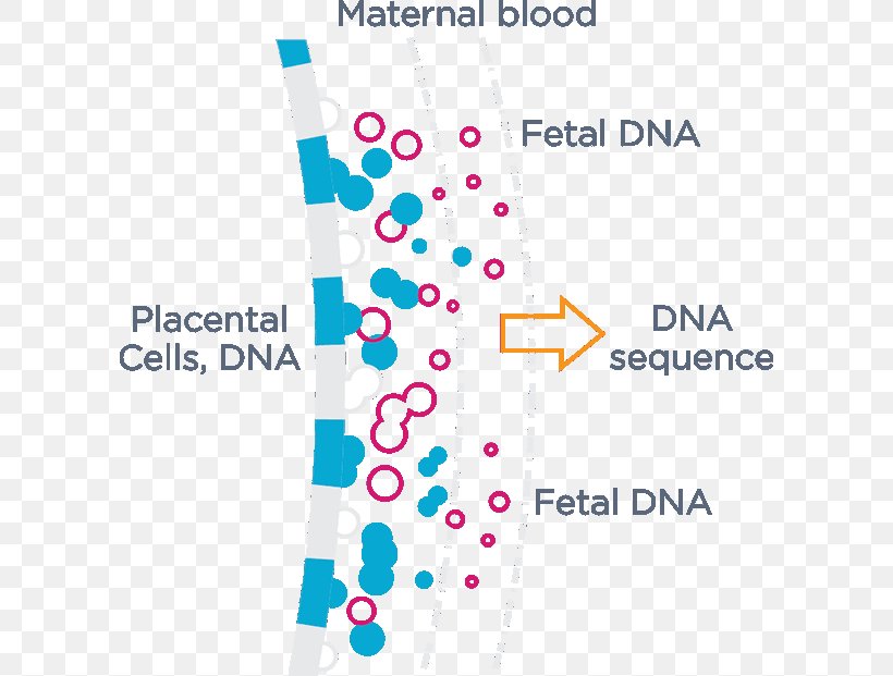 Cell-free Fetal DNA Non-Invasive Prenatal Testing Genetic Testing, PNG, 600x621px, Cellfree Fetal Dna, Area, Blood Plasma, Brand, Diagram Download Free