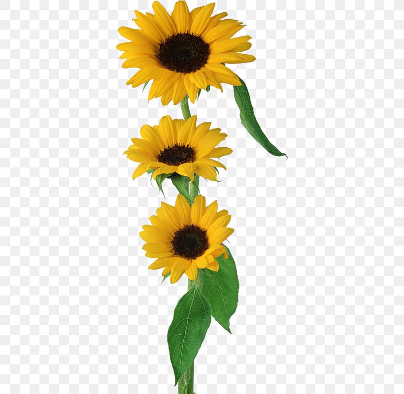 Common Sunflower Brush, PNG, 349x800px, Flower, Brush, Common Sunflower, Daisy Family, Decoupage Download Free