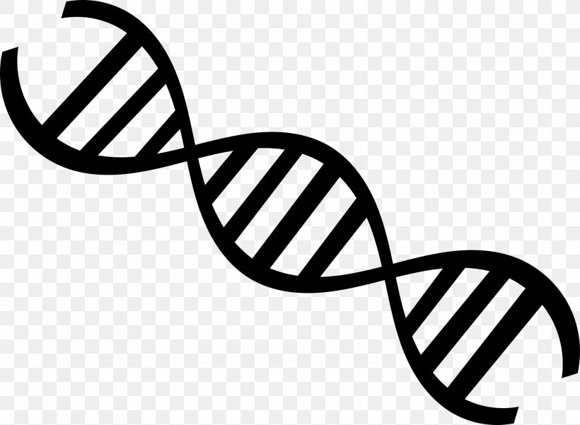 DNA Nucleic Acid Double Helix Genetics Molecular Biology Clip Art, PNG, 1920x1408px, Dna, Area, Artwork, Biology, Black And White Download Free