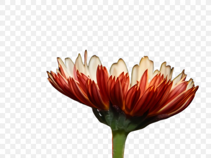 Flowers Background, PNG, 2308x1732px, Marigold, Barberton Daisy, Bloom, Blossom, Bud Download Free