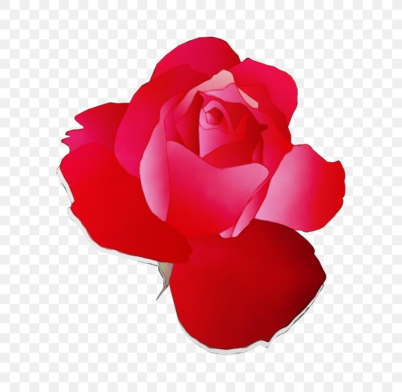Garden Roses, PNG, 800x800px, Watercolor, Floribunda, Flower, Garden Roses, Hybrid Tea Rose Download Free