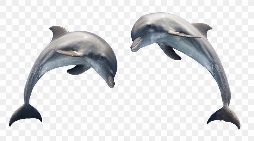 Dolphin Clip Art, PNG, 2328x1299px, Tucuxi, Beak, Common Bottlenose Dolphin, Dolphin, Fauna Download Free