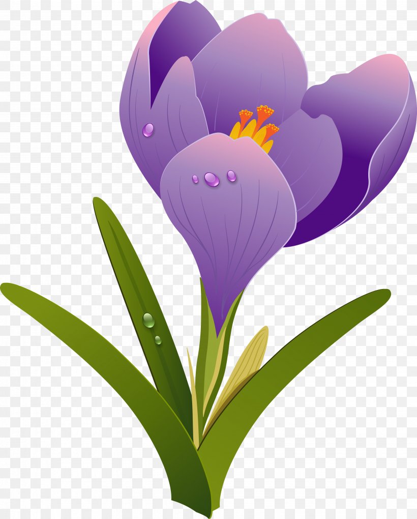 Drawing Clip Art, PNG, 3913x4872px, Drawing, Crocus, Floral Design, Flower, Flowering Plant Download Free