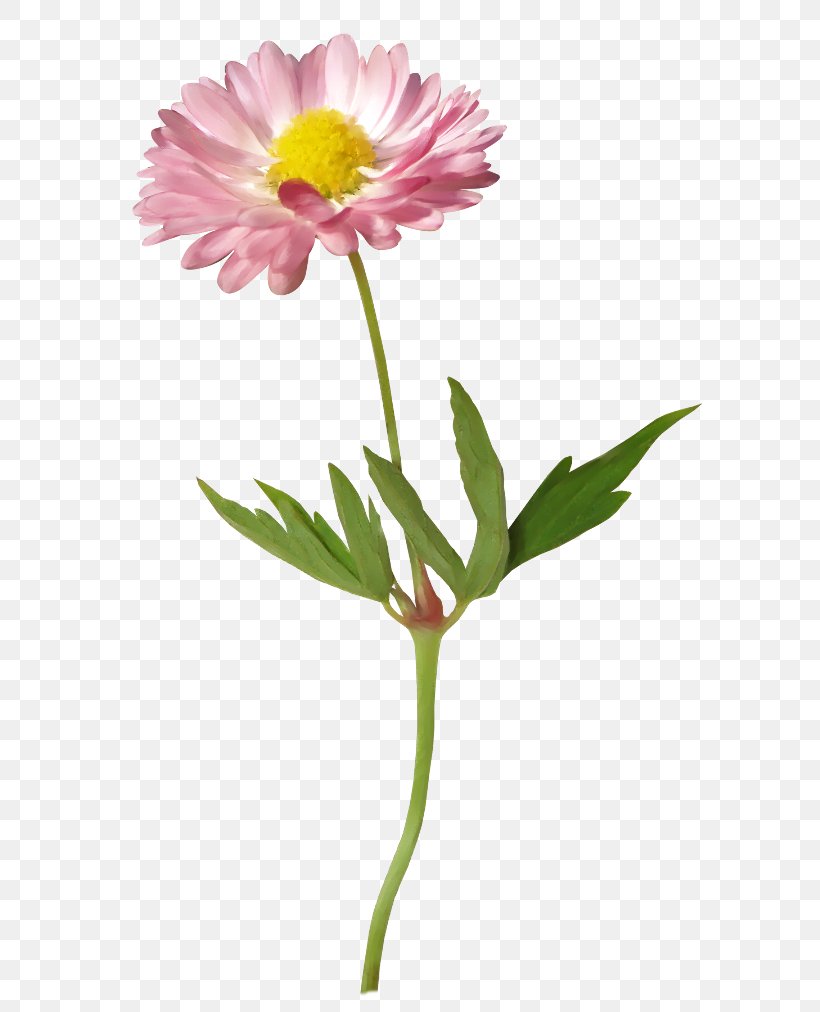 Flower Gerber Format Clip Art, PNG, 650x1012px, Flower, Annual Plant, Aster, Chrysanths, Cut Flowers Download Free