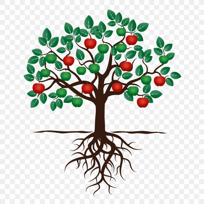 Fruit Tree Drawing Apple Root, PNG, 1701x1702px, Tree, Apple, Branch, Cherry, Drawing Download Free