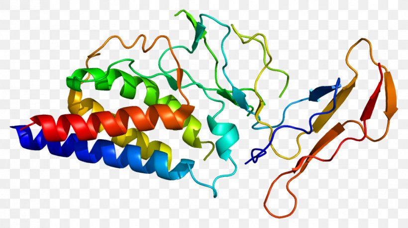 IL-2 Receptor Interleukin-2 IL2RA Common Gamma Chain, PNG, 1082x606px, Il2 Receptor, Body Jewelry, Common Gamma Chain, Cytokine, Food Download Free