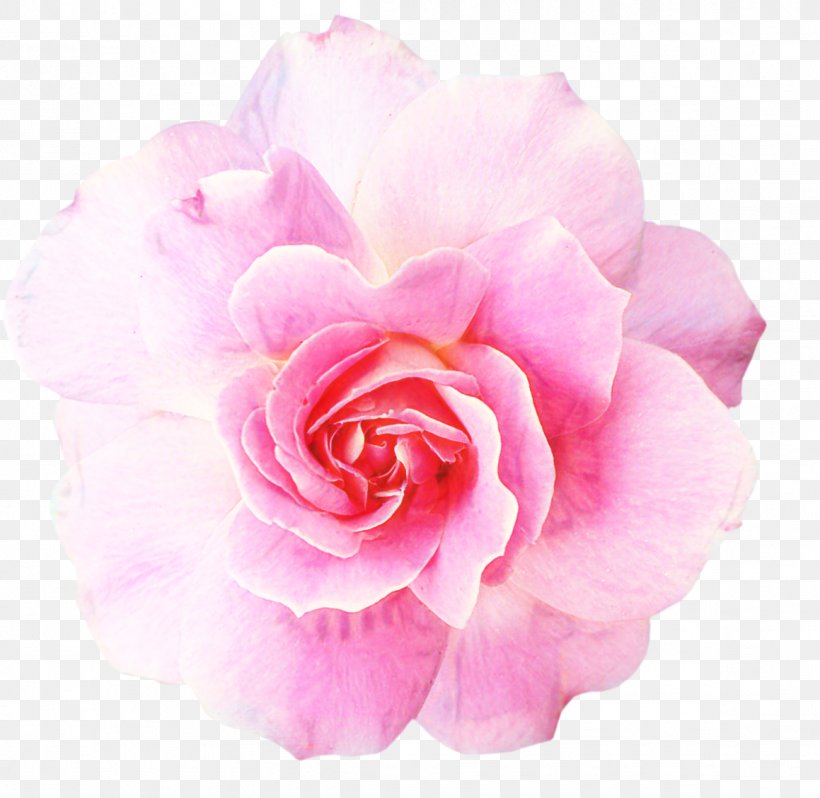 Pink Flowers Background, PNG, 1159x1128px, Rose, Blue, Camellia, Cut Flowers, Floral Design Download Free