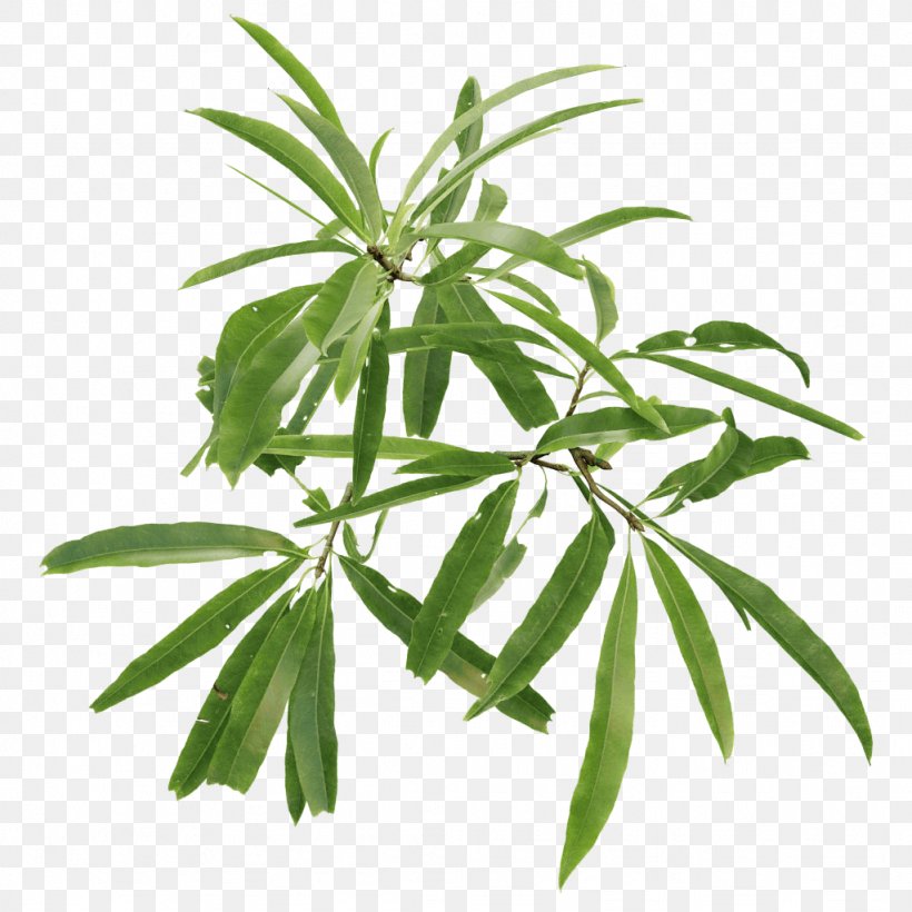 English Oak English Walnut Tree Leaf Plant, PNG, 1024x1024px, 3d Computer Graphics, English Oak, Branch, Bud, Crown Download Free