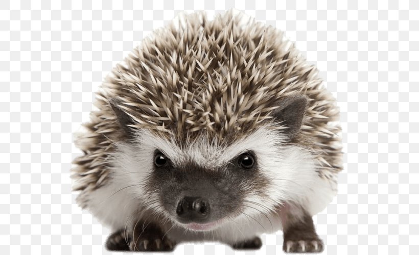 Four-toed Hedgehog North African Hedgehog Domesticated Hedgehog Pet, PNG, 751x500px, Four Toed Hedgehog, Animal, Atelerix, Breeder, Domesticated Hedgehog Download Free