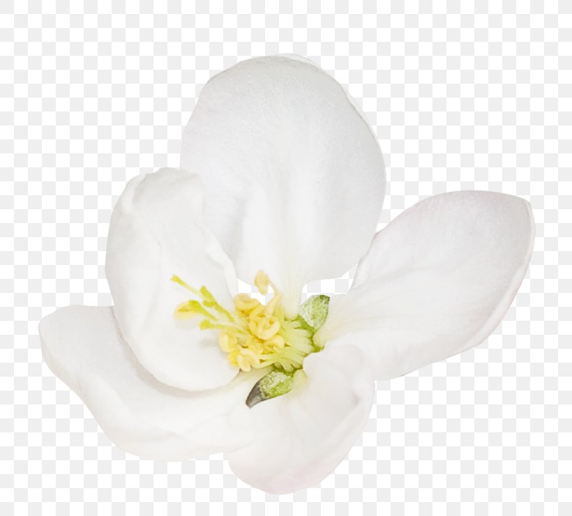 Petal Flowering Plant, PNG, 800x740px, Petal, Blossom, Flower, Flowering Plant, Plant Download Free