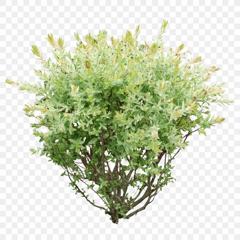 Shrub Tree, PNG, 2914x2914px, Shrubs Trees, Box, Branch, Flower, Flowerpot Download Free