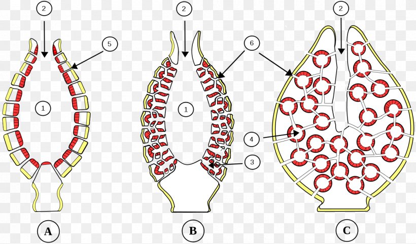 Spongilla Pinacocyte Choanocyte Biology Obelia, PNG, 1310x770px, Spongilla, Anatomy, Area, Biology, Body Jewelry Download Free