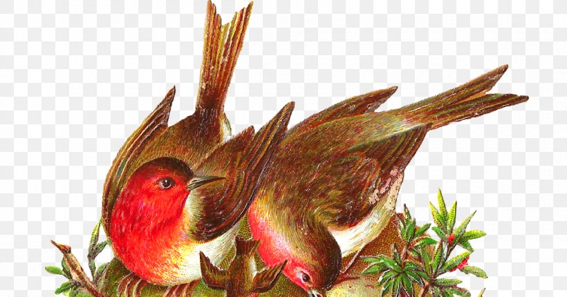 Bird Nest European Robin Clip Art, PNG, 1200x630px, Bird, American Robin, Beak, Bird Nest, Cardinal Download Free