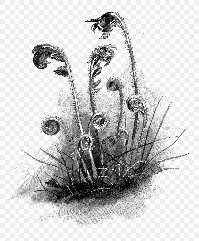 Drawing Fern Sketch, PNG, 1321x1600px, Drawing, Art, Artwork, Athyrium Filixfemina, Black And White Download Free