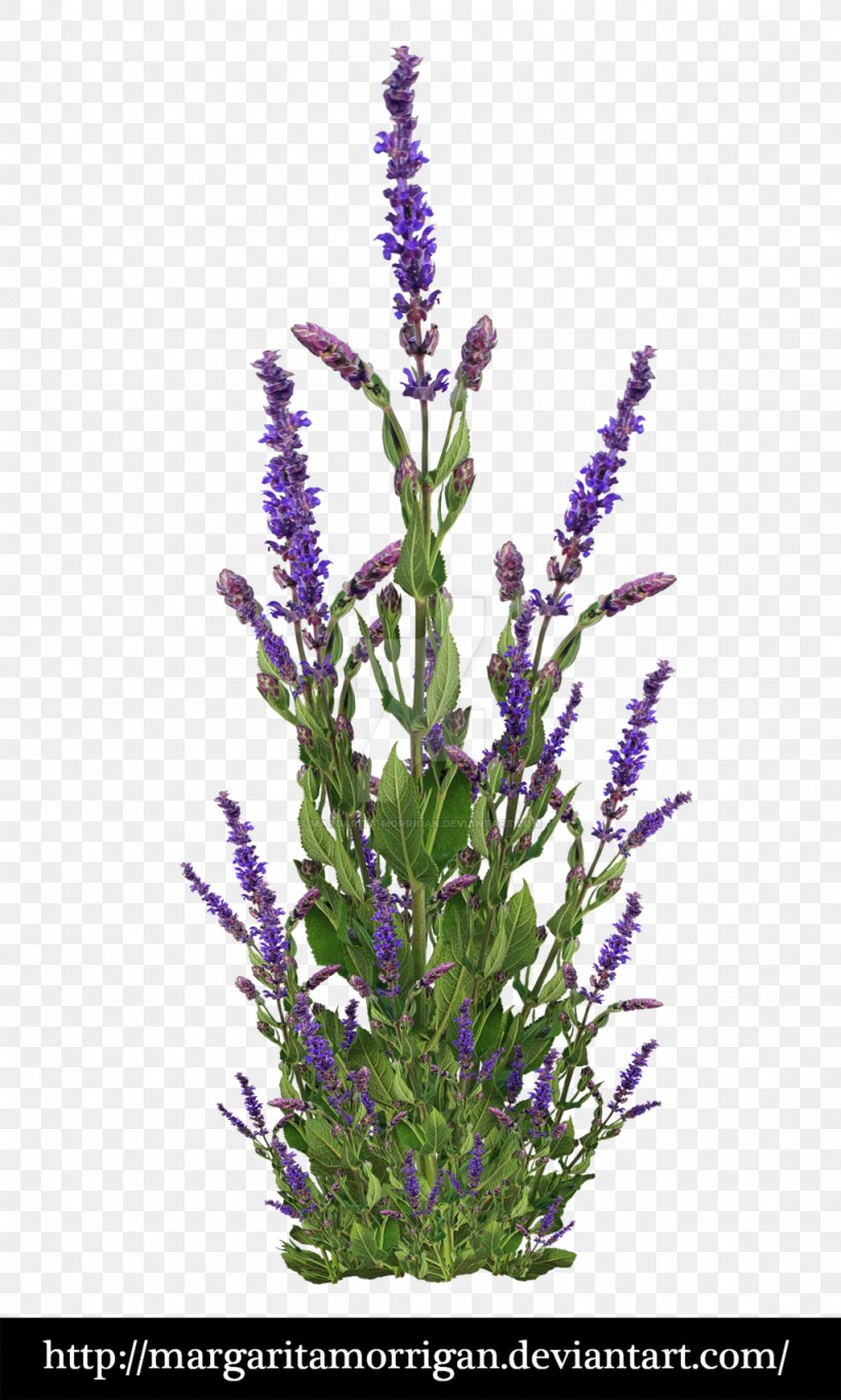 Family Tree Background, PNG, 1024x1704px, Shrub, Aquarium Decor, Branch, English Lavender, Fernleaf Lavender Download Free