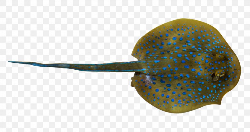 Fish Whiptail Stingray, PNG, 3285x1742px, Fish, Deep Sea, Designer, Gratis, Myliobatoidei Download Free