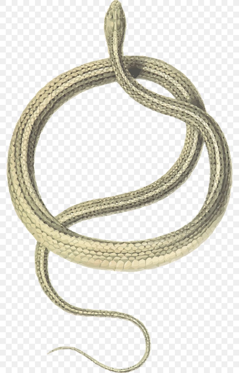 Green Whip Snake Coluber Slender Racer Balkan Whip Snake, PNG, 774x1280px, Snake, Balkan Whip Snake, Body Jewelry, Bracelet, Chain Download Free