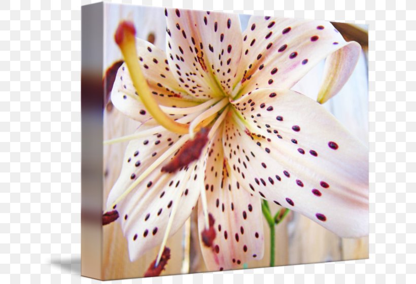 Lilium Purple Lily M, PNG, 650x560px, Lilium, Flower, Flowering Plant, Lily, Lily M Download Free