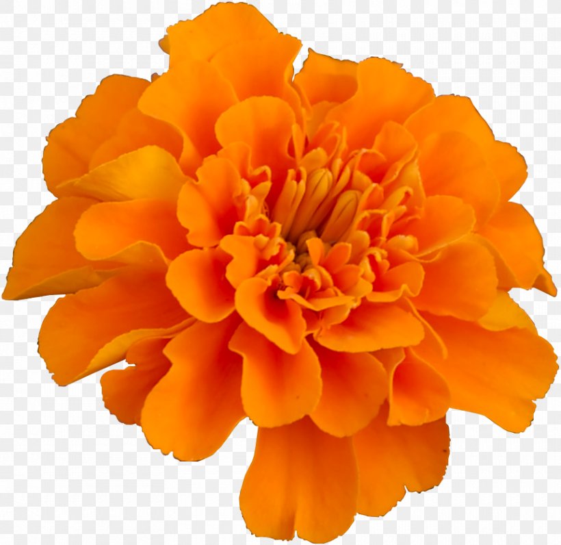 Mexican Marigold Flower Pot Marigold Plant Household Insect Repellents, PNG, 860x835px, Mexican Marigold, Annual Plant, Birth Flower, Calendula, Crop Download Free