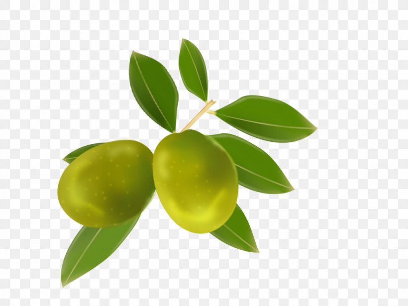 Olive Oil Lime Fruit, PNG, 1024x768px, Olive, Auglis, Avocado, Citrus, Food Download Free