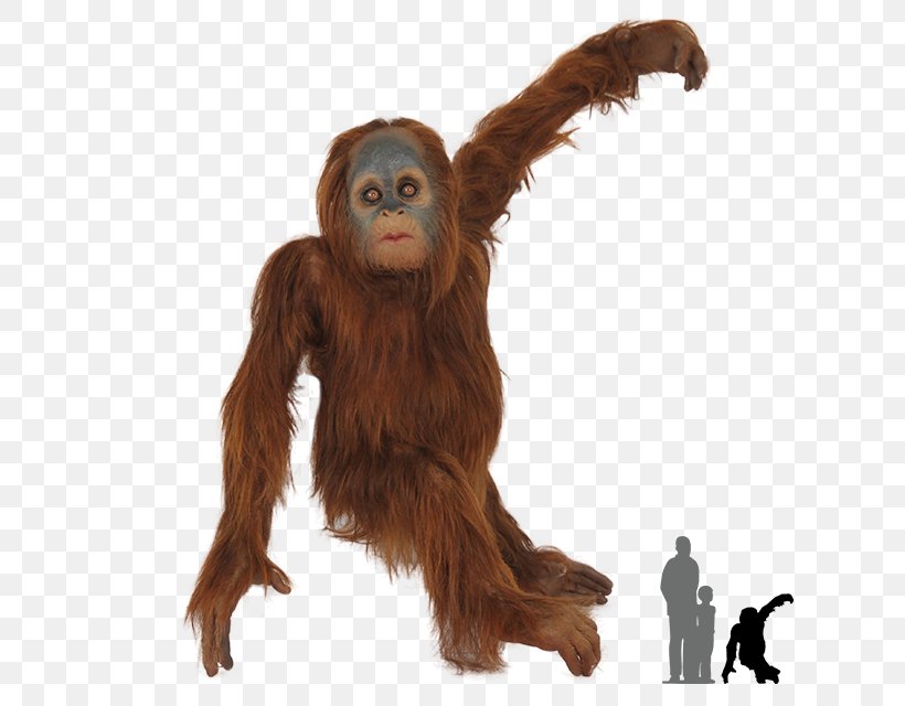 Chimpanzee Gorilla Bornean Orangutan Primate Sumatran Orangutan, PNG, 640x640px, Common Chimpanzee, Ape, Bornean Orangutan, Chimpanzee, Fur Download Free