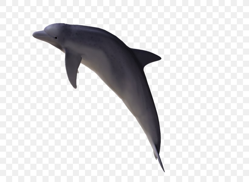 Common Bottlenose Dolphin Wholphin Tucuxi PhotoScape, PNG, 800x600px, Common Bottlenose Dolphin, Animaatio, Animal, Bottlenose Dolphin, Calle San Marcos Download Free