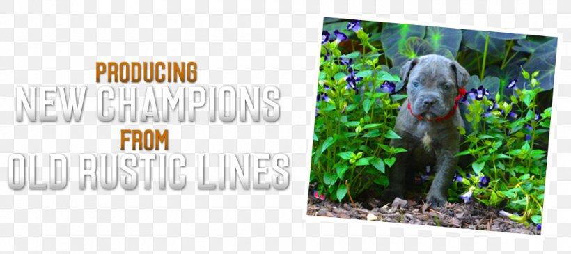 Ecosystem Flora Fauna Advertising, PNG, 960x428px, Ecosystem, Advertising, Fauna, Flora, Grass Download Free