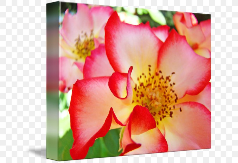 Garden Roses Flower Petal Pink, PNG, 650x560px, Rose, Alstroemeriaceae, Bougainvillea, Color, Flora Download Free